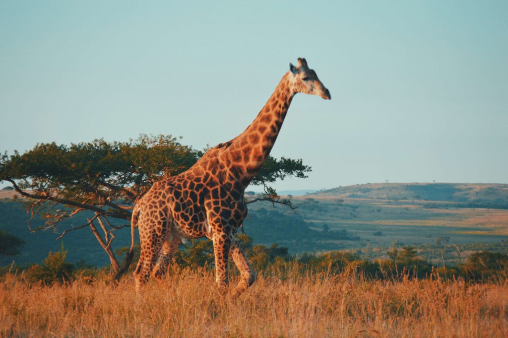 Visit a Safari in South Africa. Image: Kelly Arnold, Unplash.