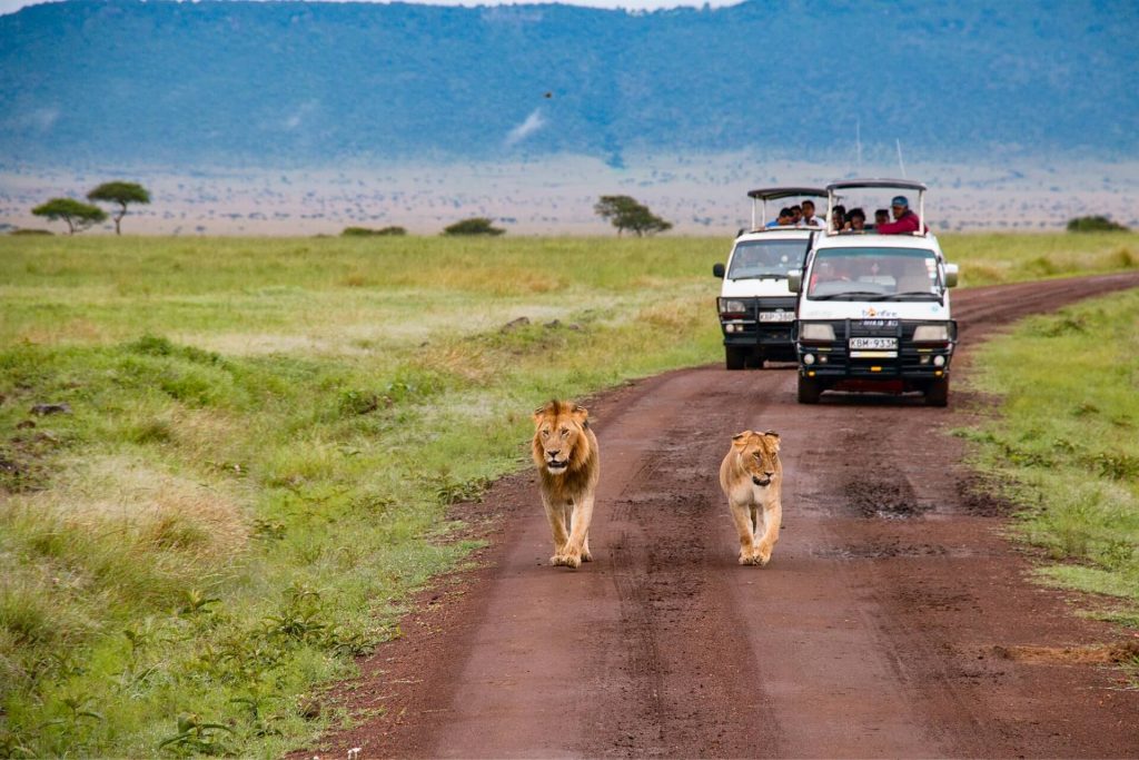 Safari in Maasai Mara. Image: Craig Stevenson, Unsplash.