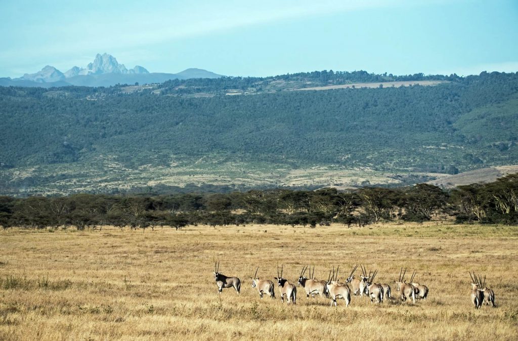 Mount Kenya in background. Image: David Clode, Unsplash. 