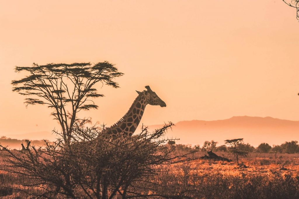 Giraffe in Kenya. Image: Harshill Gudka, Unsplash. 