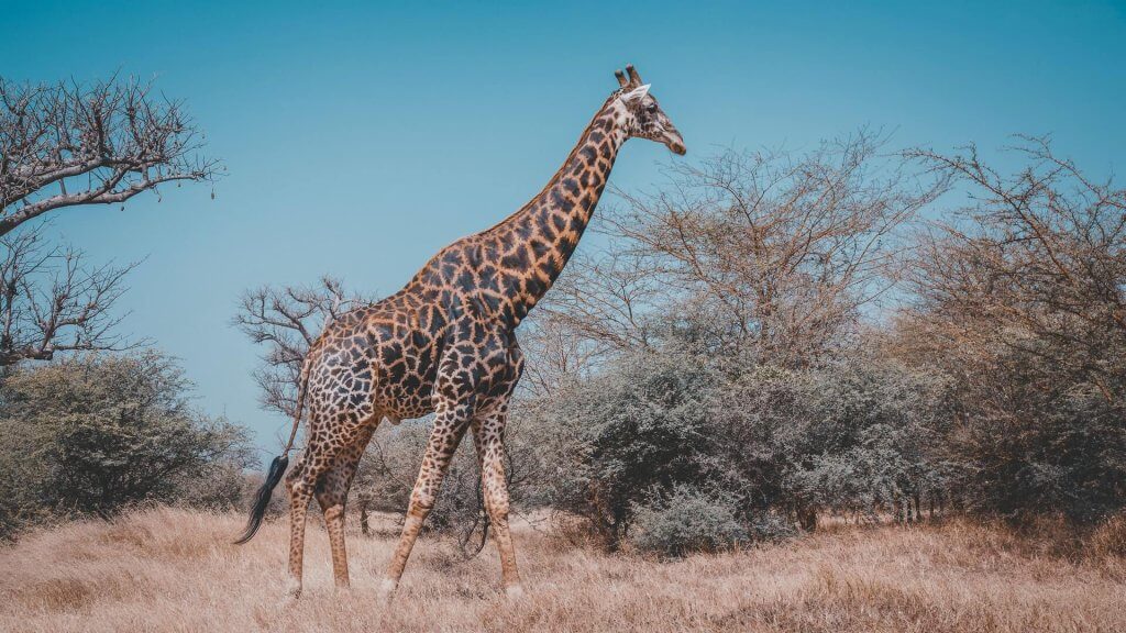 Safari in the Bandia Private Reserve. Image: Aliunix, Unsplash.