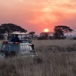探索非洲顶级野生动物园。 图片：胡晨，Unsplash。